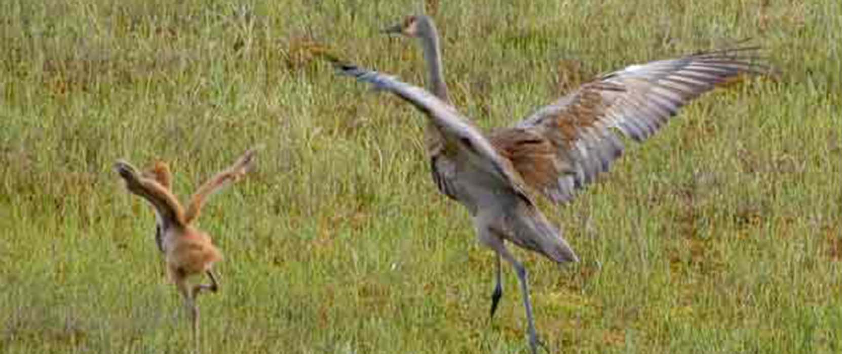 Barbaro-06 &smp; Roy