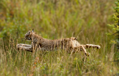lynx